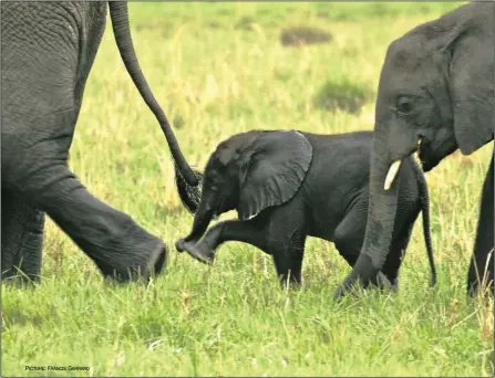  ?? PICTURE: FRANCIS GARRARD ?? Durban’s Global March for Elephants and Rhinos will take place on Saturday, starting from uShaka Marine World at 11am. Participan­ts will march to Suncoast Casino to raise awareness and promote dialogue between profession­als and government to find the...