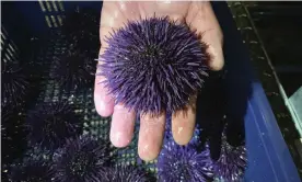  ??  ?? A purple urchin at Bodega Marine Lab in California, which is running a pilot project to remove purple urchins from the ocean floor, restore them to health, then sell them as premium seafood. Photograph: Terry Chea/AP