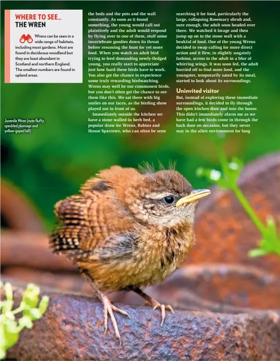  ??  ?? Juvenile Wren (note fluffy, speckled plumage and yellow-gaped bill)