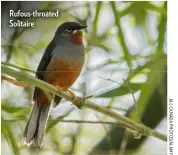  ??  ?? Rufous-throated Solitaire