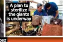  ?? ?? A plan to
sterilize the giants is underway