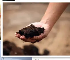  ??  ?? FULL POTENTIAL Used coffee grounds are useful for farming as they are a natural repellent for pests such as slugs and snails