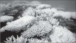  ?? [RAY BERKELMANS/AUSTRALIAN INSTITUTE OF MARINE SCIENCE] ?? The oceans are losing coral, and experts say one reason is coral bleaching, which can be made worse by two chemicals found in some sunscreens.