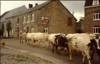  ?? FOTO RR ?? Uit de oude doos: Hilde ontfermt zich over de koeien.