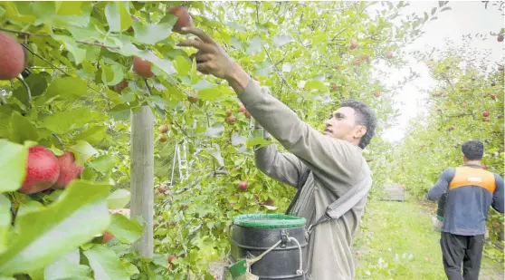  ?? Photo / Warren Buckland ?? New Zealand orchardist­s are crying out for workers.