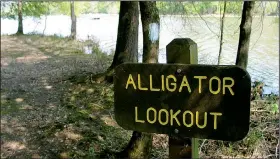  ?? Arkansas Democrat-Gazette/MICHAEL STOREY ?? As this sign points out, a hike on the wildlife trail at Millwood State Park offers alligator viewing opportunit­ies.