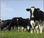  ??  ?? Agricultur­e Minister Michael Creed claims more dairy cattle doesn’t mean substantia­lly more greenhouse gas emissions. An Taisce doesn’t agree.