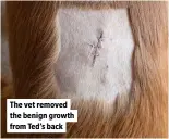  ?? ?? The vet removed the benign growth from Ted’s back