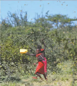  ?? TONY KARUMBA/AFP VIA GETTY IMAGES ?? Invading locusts spring into flight from ground vegetation as young girls run to their cattle near the village of Larisoro in Kenya.