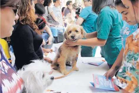  ??  ?? ► Operativo municipal de atención veterinari­a e implantaci­ón de chip en Parque Bustamante.