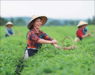  ?? PROVIDED TO CHINA DAILY ?? A farm worker picks tea leaves at Hunan Jinjing Tea Farm after the spring rain.