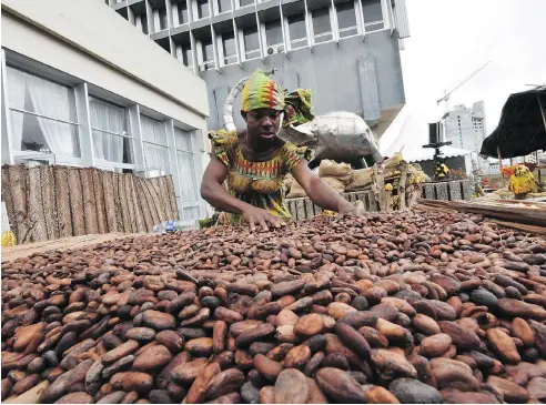  ?? SIA KAMBOU / AFP / GETTY IMAGES ?? A man dressed as a woman in a traditiona­l garment selects cocoa beans on Oct. 1 in West Africa’s Ivory Coast region. Prices were down as much as 17 per cent in May, but cocoa was 0.1 per cent higher at $2,141 a tonne in New York on Monday.
