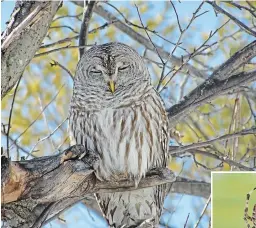  ?? DREW MONKMAN ?? Owls are a time-honoured symbol of Halloween. Barred owls are common in the Kawarthas and quite vocal in the fall.
Spiders survive winter thanks to compounds they produce in the fall that are similar to antifreeze.