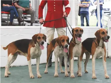  ??  ?? The Percy’s Landlady, Pocket, Liffin and Lichen — virtually identical old English hounds who are near perfect examples of their type — take the top honours in the two-couple of bitches contest