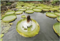  ??  ?? TYRONE SIU/REUTERS A girl poses on a giant waterlily leaf in Shuangxi Park to promote the annual giant waterlily exhibition in Taipei, Taiwan.