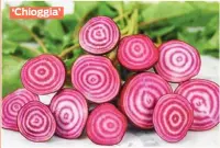  ??  ?? ‘Chioggia’