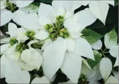  ?? ADRIAN HIGGINS, THE WASHINGTON POST ?? The parentage allows the creation of a clear white poinsettia, Princettia Pure White, shown here at the U.S. Botanic Gardens.