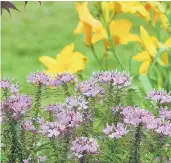  ??  ?? Senorita Rosalita cleome combines well in any style of the garden, including partnered with daylilies.