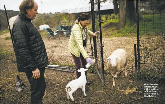  ?? Photos by Mason Trinca / Special to The Chronicle ?? Mimi Buckley tempts Angel with a bottle of milk at Front Porch Farm in Healdsburg.