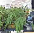  ?? TREVOR HUGHES, USA TODAY ?? Marijuana clones sit on a counter inside a medical marijuana dispensary in Oakland.