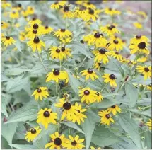  ?? ?? Black-Eyed Susan