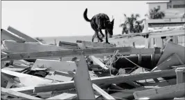  ?? ASSOCIATED PRESS ?? TOBY, A SEARCH DOG FOR THE BOONE COUNTY, MO., Urban Search and Rescue team, sniffs through rubble in the aftermath of Hurricane Michael in Mexico Beach, Fla., on Wednesday.