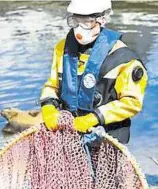  ?? Picture: Hawkeye Aerial Media ?? Volunteer rescuers came close to snaring Bradley the seal last week, but the critter wriggled away