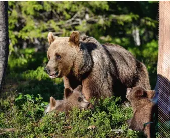  ??  ?? Svenska björnar har nästan tio gånger högre halter av bly i blodet än EU:s tröskelvär­de för skador på nervsystem­et hos människor. Ändå har inga effekter rapportera­ts. Om detta kunde man läsa i F&F 11/2019.