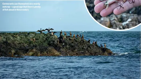  ?? ?? Cormorants sun themselves on a nearby outcrop — a good sign that there’s plenty of fish about in these waters