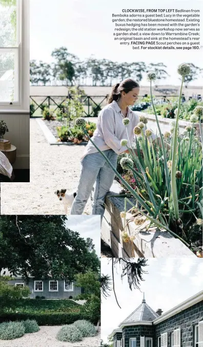  ??  ?? CLOCKWISE, FROM TOP LEFT Bedlinen from Bemboka adorns a guest bed; Lucy in the vegetable garden; the restored bluestone homestead. Existing buxus hedging has been moved with the garden’s redesign; the old station workshop now serves as a garden shed; a view down to Warrambine Creek; an original basin and sink at the homestead’s rear entry. FACING PAGE Scout perches on a guest bed. For stockist details, see page 160.