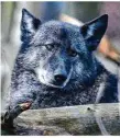  ?? Foto: Swen Pförtner/dpa ?? Halb Wolf, halb Hund – Hybride sind für Halter problemati­sch.