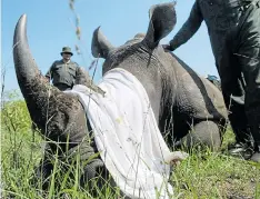  ??  ?? Rangers at Kruger National Park in South Africa calm a rhino by covering the eyes as it is tagged as part of a campaign to thwart poachers