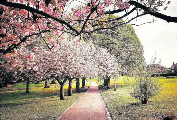  ??  ?? This week’s Big Picture, of blossoms in South Park, was sent to us by CJO Photograph­y Macclesfie­ld. Email yours to macclesfie­ldexpress@ menmedia.co.uk or add them to our Flickr page at flickr.com/groups/maccpics. We’ll print the best ones