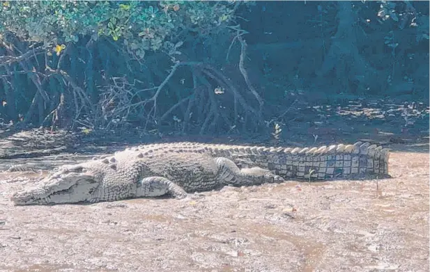  ?? Picture: RUSSELL RIVER PROGRESS ASSOCIATIO­N ?? FEARSOME: A saltwater crocodile, more than 4m long, spotted along Russell River, about 68km south-east of Cairns.