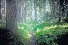  ??  ?? Jag tror att svenska skogsägare, som känner och förvaltar sina skogar, på frivillig väg är bättre på att sköta Sveriges skogar än EU, skriver Lars Davidsson. Arkivbild: Meli Petersson Ellafi