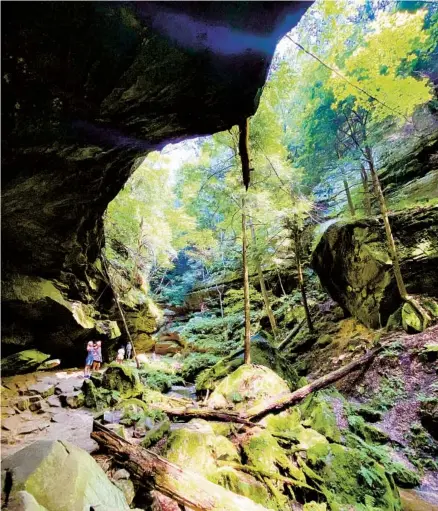  ?? CHRISTINE DELL’AMORE PHOTOS FOR THE WASHINGTON POST ?? The Conkle’s Hollow trail features diverse vegetation, particular­ly ferns. Many of Hocking Hills’ plants, such as hemlocks and Canada yew, are more typically found on the alpine tundra.