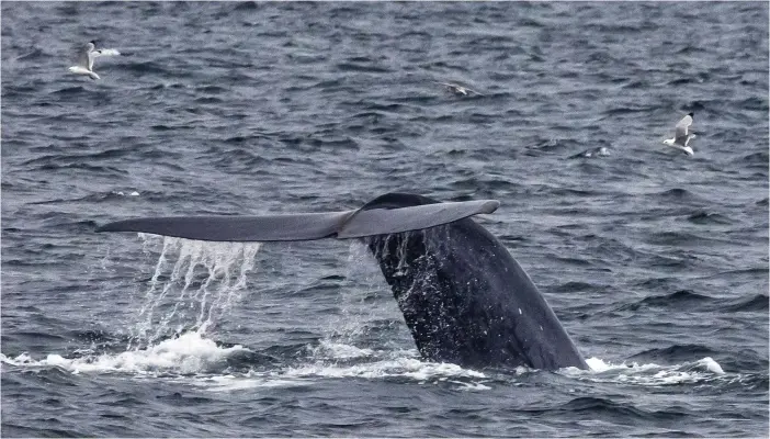  ?? FOTO: JAN-MORTEN BJÖRNBAKK/TT-NTB SCANPIX ?? Blåvalens fortplantn­ingsbeteen­de är till stor del höljt i dunkel. Nu pekar en studie på att det inleds med högljudd sång om natten.