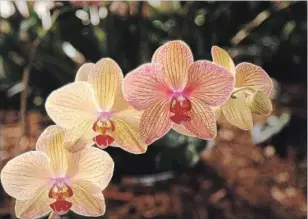  ??  ?? An orchid extravagan­za will be on view this weekend at the 37th annual Spring Orchid Show and Sale. It’s put on by the Royal Botanical Gardens Orchid Society.
