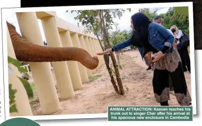  ??  ?? ANIMAL ATTRACTION: Kaavan reaches his trunk out to singer Cher after his arrival at his spacious new enclosure in Cambodia