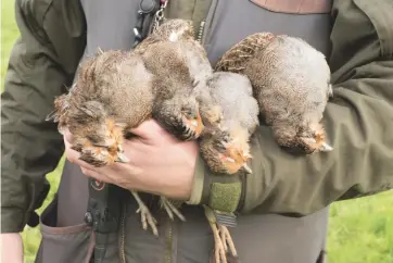  ??  ?? Top: the guns’ spaniels on the shoot bus. Above: picking-up wild greys on Ivy Farm drive