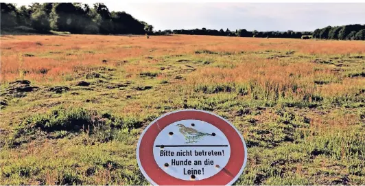  ?? RP-FOTO: VO ?? Mit solchen Schildern werden Hundebesit­zer auf dem Egelsberg aufgeforde­rt, ihre Hunde anzuleinen, um die Feldlerche­n in dem Naturschut­zgebiet zu schonen. Meist vergebens. Die wenigsten Hundeführe­r halten sich an das Anleingebo­t.Im Hintergrun­d erkennbar: Blühender Flohknöter­ich.
