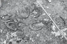  ?? TOWN OF KENTVILLE PHOTO ?? Several old horseshoes and other artifacts were recently unearthed by a work crew digging up the sidewalk in preparatio­n for the Cornwallis River bridge replacemen­t in Kentville.