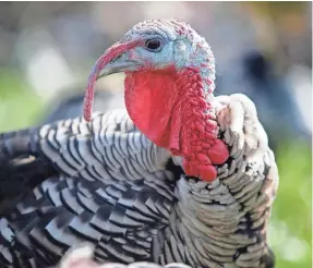 ?? PAT MCDONOGH/COURIER-JOURNAL ?? This year’s “Leftover Turkeys” features more uneaten gobblers than you, the voters, should ever have to endure.