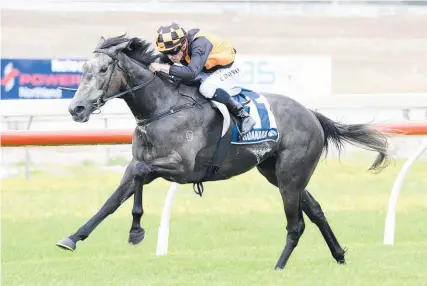  ?? Picture / NZ Racing Desk ?? Matt Cameron and Danzdanzda­nce have drawn very wide for the Avondale Guineas, something which may prove an advantage late in the day on a wet track.