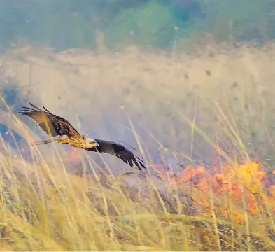  ?? BOB GOSFORD PHOTO ?? Black kites (Milvus migrans) visit a grass fire in Borroloola, Northern Territory, Australia.