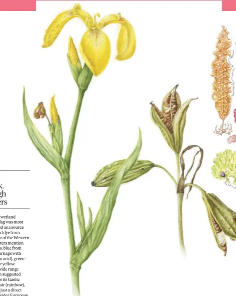  ??  ?? Illustrati­ons from Scottish Plant Lore, clockwise from main: yellow flag iris; seaweeds; grassland compositio­n; bramble