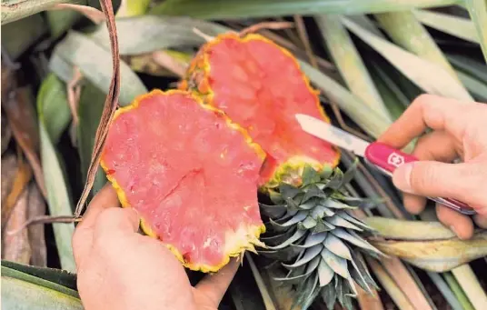 Leyes, patentes e investigac­ión protegen piña rosada de Del Monte | El ...