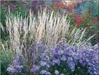  ?? (Bill Noble/Timber Press via The Washington Post) ?? The growing season is relatively short in the Connecticu­t River Valley of Vermont but goes out with a bang. The calamagros­tis grass provides a dramatic contrast to the asters. Joe Pye weed forms the background layer.