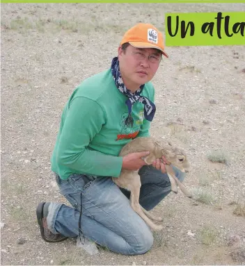  ?? © WWF MONGOLIA ?? Un collega che salva un piccolo di saiga