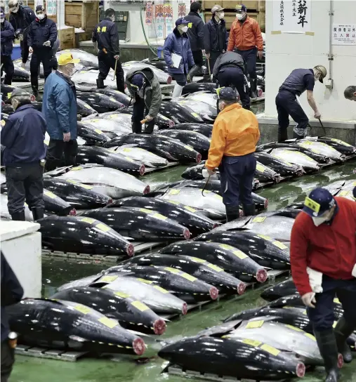  ?? Ryo Aoki / The Yomiuri Shimbun ?? Tuna are seen lined up ahead of the first auction of the year at the Toyosu seafood market in Koto Ward, Tokyo, on the morning of Jan. 5.